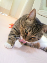 もみじさん