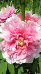 牡丹の花満開
