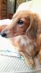 ペペちゃんのお留守番