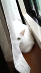 福ちゃん