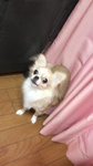 ハナちゃん