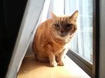 チャコさん