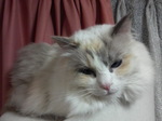 ひなちゃん