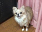 花ちゃん