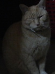 ちゃいちゃん