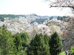 吉野山