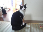 7ニャン家族