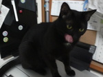 クロ助くん