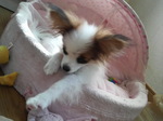 ニコちゃん