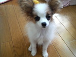 ニコちゃん