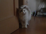 華さん