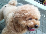 COCOくん