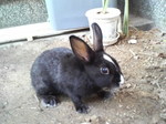 リアちゃん