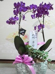 お花
