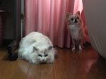 ハナヒナコンビ
