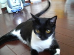 ミウちゃん
