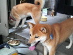 ジャスミン&ハヤテ