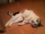 ハーちゃん