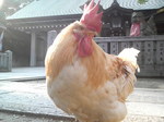 にわとりさん