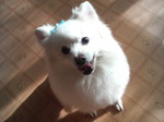 ぱるちゃん