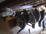 ねこちゃんず