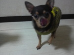 ウタちゃん