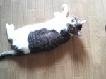 アメちゃん