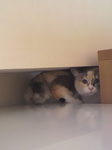 小芋ちゃんビビリ
