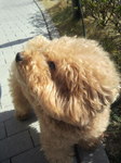 COCO君