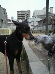 お散歩中のチュッ