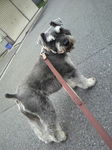 ボブさん