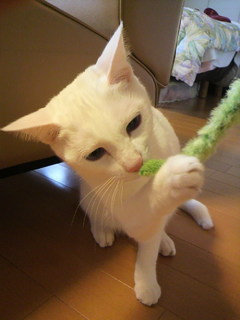 2010123114250000.jpg